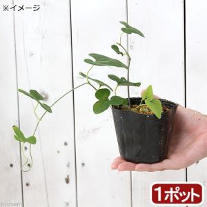 （山野草）ウマノスズクサ（大葉馬の鈴草／馬の鈴草）２．５〜３号（１ポット）｜チャーム charm ヤフー店