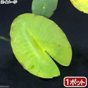 （ビオトープ）水辺植物　河骨　オゼコウホネ（尾瀬河骨）（１ポット）　浮葉植物｜chanet