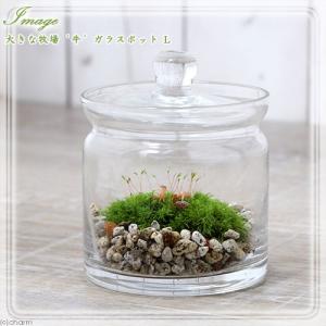 チャーム（charm） （観葉植物）苔テラリウム コウヤノマンネングサ