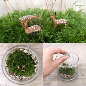 (観葉植物)苔テラリウム 草原に佇む鹿 ガラス...の詳細画像1