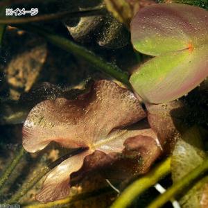 (ビオトープ)水生植物 河骨 中国産ヒメコウホ...の詳細画像1