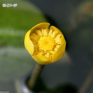 (ビオトープ)水生植物 河骨 中国産ヒメコウホ...の詳細画像2