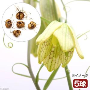 （山野草）球根売り　バイモ（貝母）（５球）｜chanet