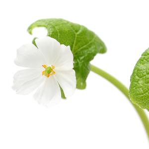 （山野草）サンカヨウ（山荷葉）　３号（１ポット）（休眠状態）