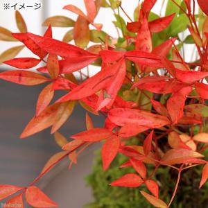 (盆栽)受け皿付き 苔玉 品種おまかせ ナンテ...の詳細画像1