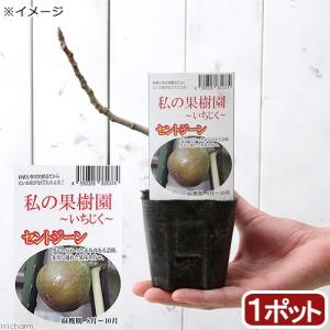 （観葉植物）果樹苗　イチジク　セントジーン（夏秋兼用品種）３号（１ポット）家庭菜園