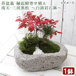 （盆栽）苔盆栽　縁起樹とヒノキゴケ寄せ植え　南天・三河黒松　〜白溶岩石鉢〜（１鉢）