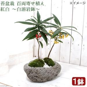 盆栽小鉢：春嘉（はるよし） 丸鉢13cm*現品 1品限り 資材 : 遊恵盆栽