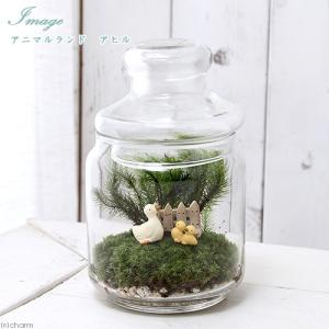 (観葉植物)苔テラリウム アニマルランド アヒル...の商品画像