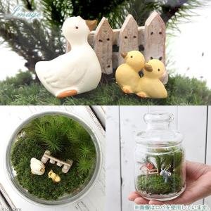 (観葉植物)苔テラリウム アニマルランド アヒ...の詳細画像1