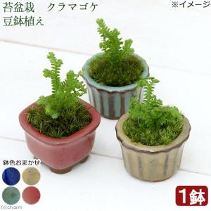 （山野草）苔盆栽　クラマゴケ　豆鉢植え（１鉢）｜chanet