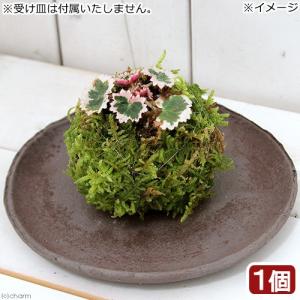 山野草）ビバリウムプランツ 極姫ユキノシタ（極姫雪ノ下）3cm