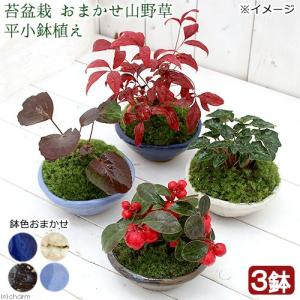 （山野草）苔盆栽　おまかせ山野草　平小鉢植え　鉢色おまかせ（３鉢）｜chanet