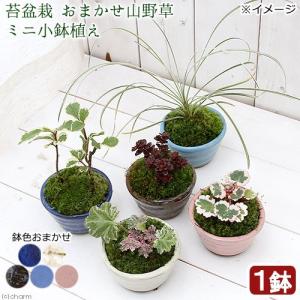 （山野草）苔盆栽　おまかせ山野草　ミニ小鉢植え　鉢色おまかせ（１鉢）｜chanet