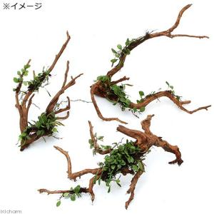 (観葉植物)テラリウム 苔 テラ向け マメヅタ...の詳細画像1