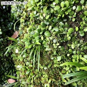 (観葉植物)テラリウム 苔 テラ向け マメヅタ...の詳細画像2