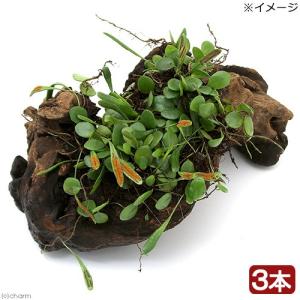 観葉植物）テラリウム向け トキワシノブ付流木 Mサイズ（1個）這苔
