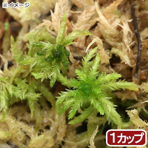 （観葉植物）苔　カップ売り　国産　生ミズゴケ（生水苔）　（１カップ）