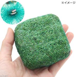 (水草)水生植物 巻きたて メダカが喜ぶ浮き島...の詳細画像1