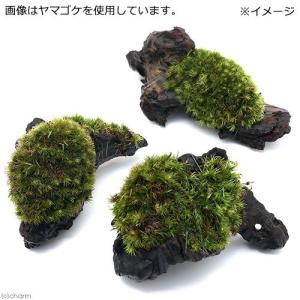 (観葉植物)テラリウム 苔 テラ向け ミニ流木...の詳細画像1