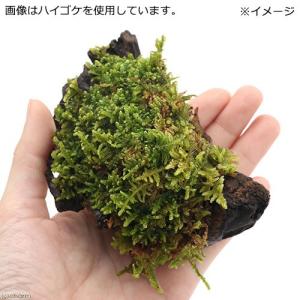 (観葉植物)テラリウム 苔 テラ向け ミニ流木...の詳細画像2