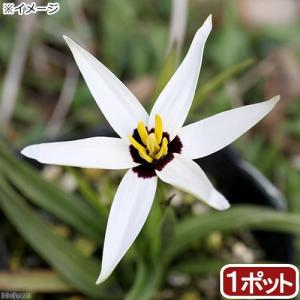 （山野草）星咲アッツザクラ（スピロキシネ）２．５号（１ポット）（休眠株）