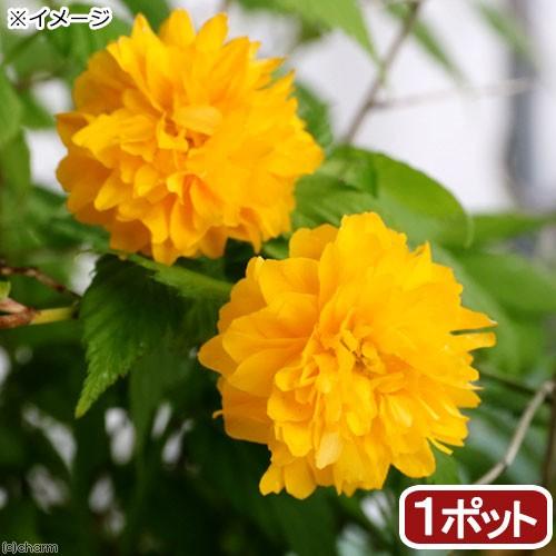 （山野草）盆栽　ヤエヤマブキ（八重山吹）　３〜３．５号（１ポット）（休眠状態）