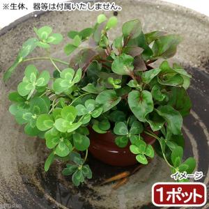 (ビオトープ)水生植物 メダカの鉢にも入れられる...の商品画像