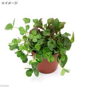 (ビオトープ)水生植物 メダカの鉢にも入れられ...の詳細画像1