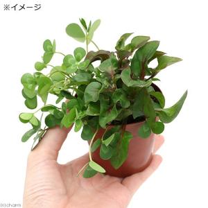 (ビオトープ)水生植物 メダカの鉢にも入れられ...の詳細画像2