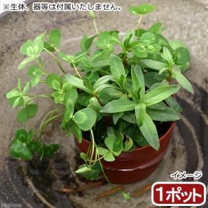 (ビオトープ)水生植物 メダカの鉢にも入れられる...の商品画像