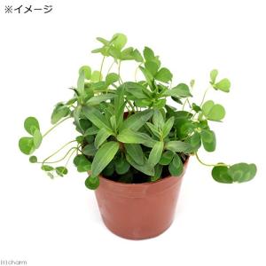 (ビオトープ)水生植物 メダカの鉢にも入れられ...の詳細画像1