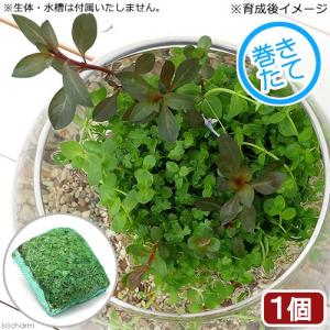 （水草）水辺植物　巻きたて　メダカが喜ぶ侘び島！〜赤系水草Ｖｅｒ．〜　浮き島　産卵　隠れ家（水上葉）（１個）｜chanet