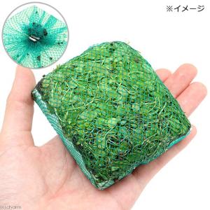 (水草)水生植物 巻きたて メダカが喜ぶ侘び島...の詳細画像1