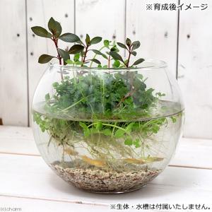 (水草)水生植物 巻きたて メダカが喜ぶ侘び島...の詳細画像2