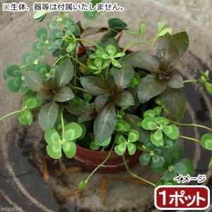 (ビオトープ)水辺植物 メダカの鉢にも入れられる...の商品画像