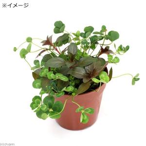 (ビオトープ)水生植物 メダカの鉢にも入れられ...の詳細画像1