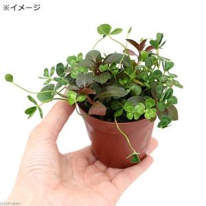 (ビオトープ)水生植物 メダカの鉢にも入れられ...の詳細画像2