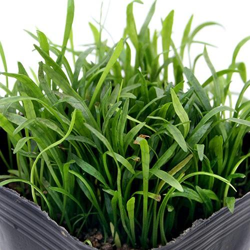 （ビオトープ）水生植物　コブラグラス（１ポット）抽水植物
