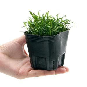 (ビオトープ)水生植物 コブラグラス(1ポット...の詳細画像1