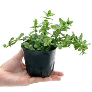 (ビオトープ)水生植物 ウォーターバコパ(1ポ...の詳細画像1