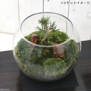 （観葉植物）苔テラリウム　和景レイアウトセット　〜黒松〜　説明書付　コケテラリウム　苔テラ　コケテラ　苔　インテリア