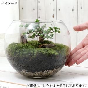 (観葉植物)苔テラリウム 和景レイアウトセット...の詳細画像2