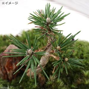 (観葉植物)苔テラリウム 和景レイアウトセット...の詳細画像3