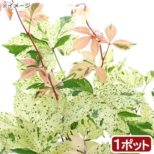 （観葉植物）パーセノシッサス　品種系斑入りアメリカヅタ　ミステリー　ピンク　３号（１ポット）（休眠状...