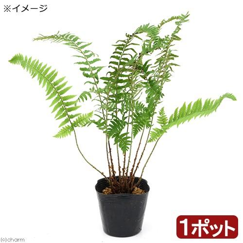 （山野草）シダ（羊歯）ジュウモンジシダ（十文字羊歯）３号（１ポット）宿根草（休眠状態）