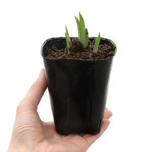 (ビオトープ)水生植物 花菖蒲 中禅寺湖(チュ...の詳細画像1