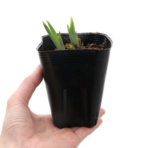 (ビオトープ)水生植物 花菖蒲 安濃乙女(アノ...の詳細画像1