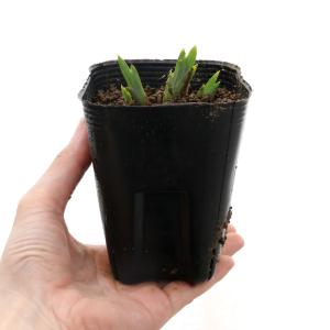 (ビオトープ)水生植物 花菖蒲 水涼花(スイリ...の詳細画像1