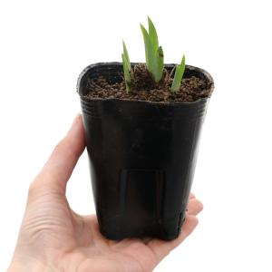 (ビオトープ)水生植物 花菖蒲 潮流(チョウリ...の詳細画像1